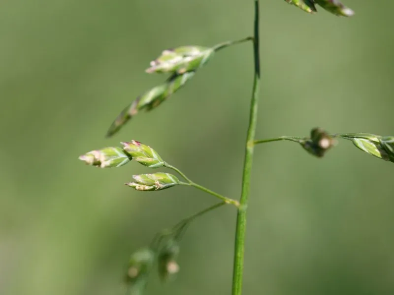 Jasnozielona wiechlina roczna z drobnymi białawymi wiechami nasiennymi